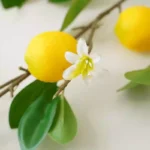 شاخه لیمو وارداتی دکوری - Image 2